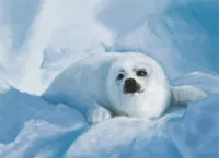 SealFever's profile picture