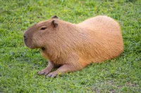 capybara's profile picture